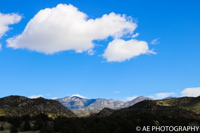 monarch 2017 (53 of 56)